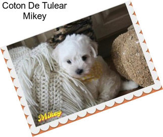 Coton De Tulear Mikey