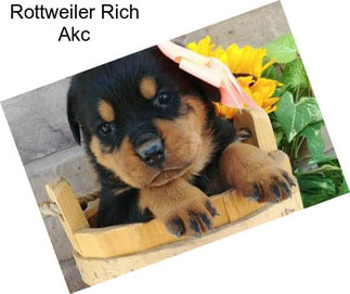 Rottweiler Rich Akc