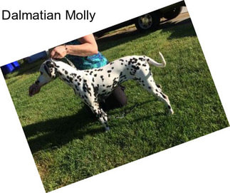 Dalmatian Molly