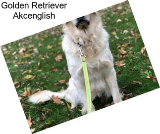 Golden Retriever Akcenglish