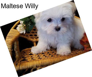 Maltese Willy