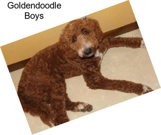 Goldendoodle Boys