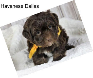 Havanese Dallas