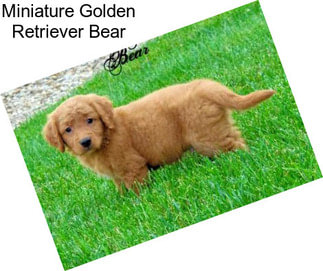 Miniature Golden Retriever Bear