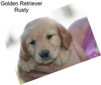 Golden Retriever Rusty