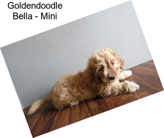 Goldendoodle Bella - Mini