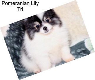 Pomeranian Lily Tri