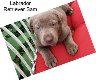 Labrador Retriever Sam