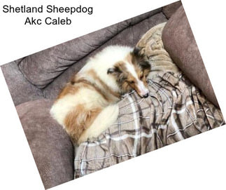 Shetland Sheepdog Akc Caleb