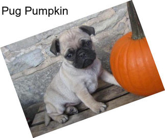 Pug Pumpkin