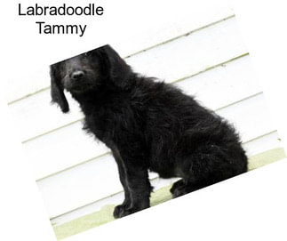 Labradoodle Tammy