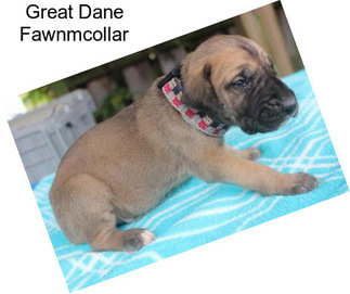 Great Dane Fawnmcollar