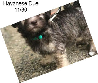 Havanese Due 11/30