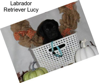 Labrador Retriever Lucy