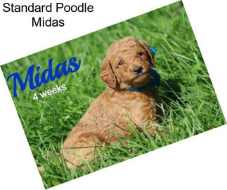 Standard Poodle Midas