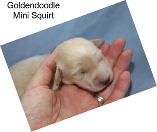 Goldendoodle Mini Squirt