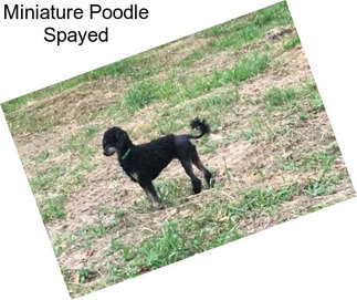 Miniature Poodle Spayed