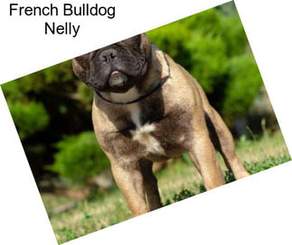 French Bulldog Nelly