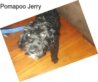 Pomapoo Jerry