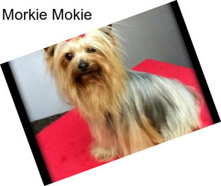 Morkie Mokie