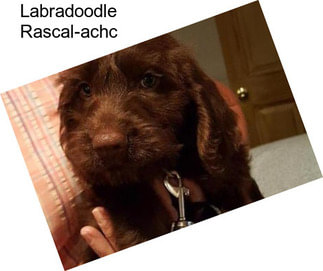 Labradoodle Rascal-achc