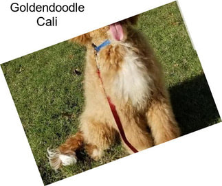 Goldendoodle Cali