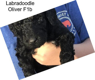 Labradoodle Oliver F1b