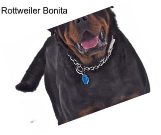 Rottweiler Bonita