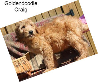 Goldendoodle Craig