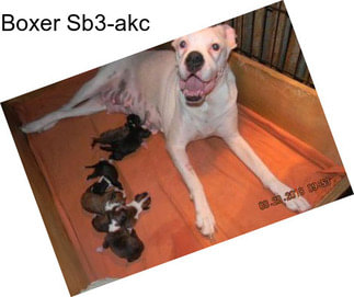 Boxer Sb3-akc