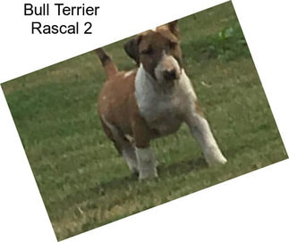 Bull Terrier Rascal 2