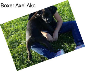 Boxer Axel Akc