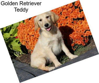 Golden Retriever Teddy