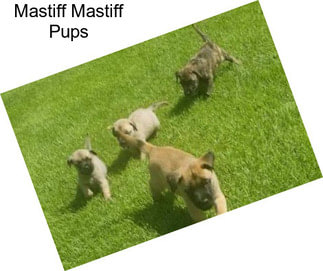 Mastiff Mastiff Pups