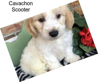 Cavachon Scooter