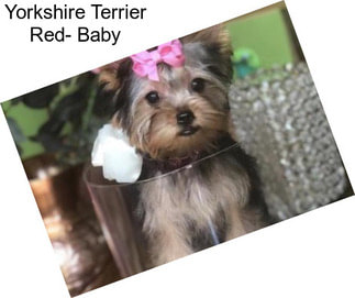 Yorkshire Terrier Red- Baby