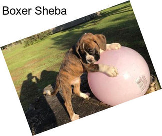 Boxer Sheba