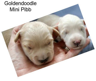 Goldendoodle Mini Pibb