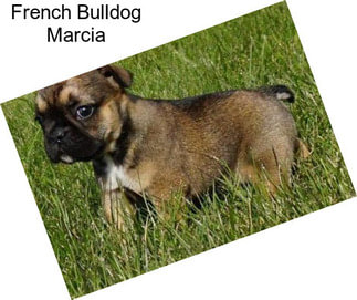 French Bulldog Marcia