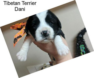 Tibetan Terrier Dani