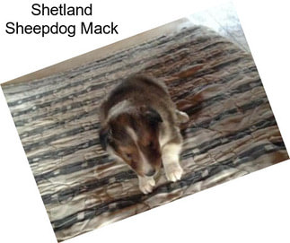 Shetland Sheepdog Mack