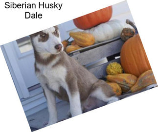 Siberian Husky Dale