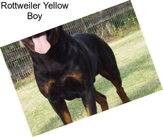 Rottweiler Yellow Boy