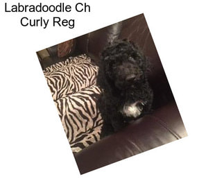 Labradoodle Ch Curly Reg