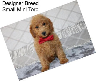 Designer Breed Small Mini Toro