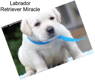 Labrador Retriever Miracle