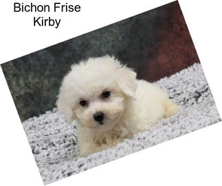 Bichon Frise Kirby