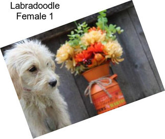 Labradoodle Female 1