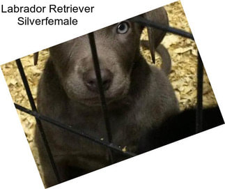 Labrador Retriever Silverfemale