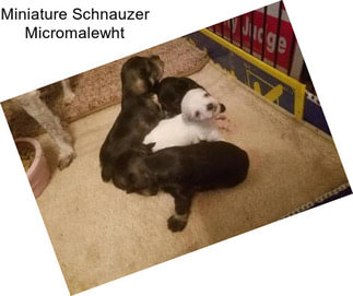 Miniature Schnauzer Micromalewht